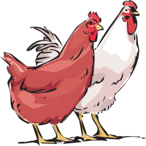 hen-2141564_640